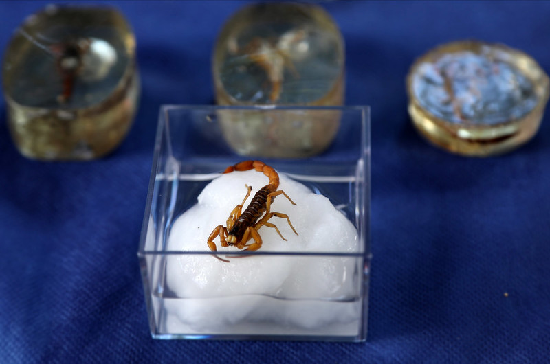 Ação educativa alerta sobre período mais propício ao aparecimento de escorpião em Diadema
