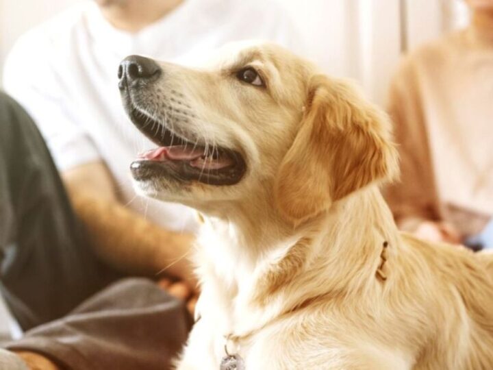 Senado aprova regras para guarda de pets e reacende debate jurídico no país