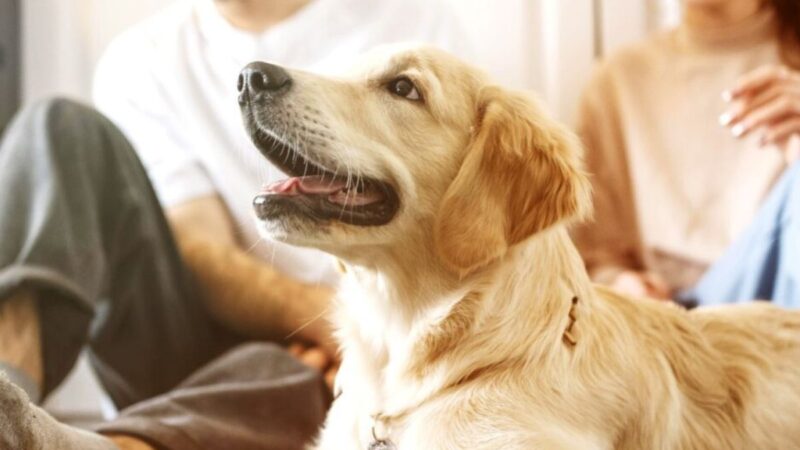 Senado aprova regras para guarda de pets e reacende debate jurídico no país